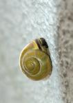 SCHNECKE 1