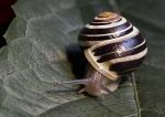 Schnecke 1