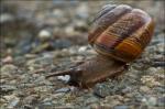 Schnecke