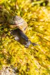 Schnecke im Moos