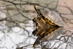 Gelbbauch Schmuckschildkröte (2)