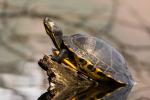 Gelbbauch Schmuckschildkröte (3)
