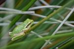 Laubfrosch