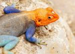 Agama lionotus