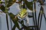 Wasserfrosch