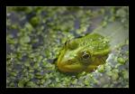 Froschportrait