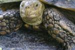 Riesenschildkröte in Florida