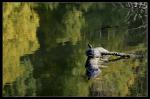 Schildkröte beim Sonnenbad