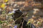 chuckwalla