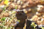 chuckwalla