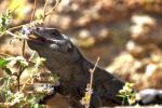 chuckwalla