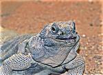 Reptilarium Landau