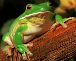 Litoria 2