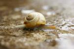 kleine Schnecke nach Regen