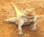 Chuckwalla