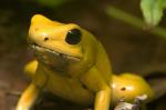 Phyllobates terribilis (3)