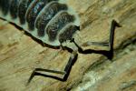 Porcellio hofmannseggi