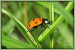 Marienkäfer im Garten