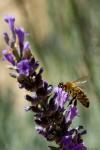 Biene im Lavendel