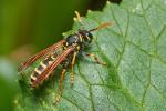 Polistes