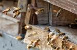 Bienen