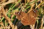 Junonia natalica