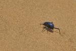 Fog basking beetle