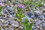 Schmetterling  Namibia