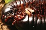 Myriapodenpaarung