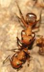 Camponotus cf. rectangularis - eine südamerikanische Art