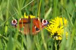 Nochmal Schmetterling