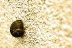 Schnecke