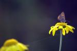 Schmetterling auf Blume