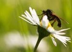 Das  Ding auf der Blume -1