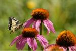 Schmetterling auf Sonnenhut