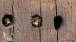 BIENEN