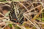 Papilio demodocus