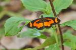 Acraea uvui