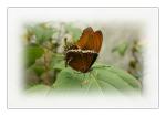 Schmetterling7