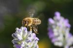 Biene beim Anflug