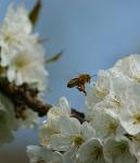 fleißiges Bienchen