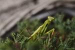 Mantis religiosa