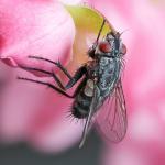 Fliege