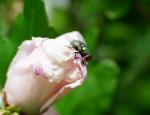 Fliege auf Hibiskus (2)