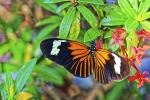 Heliconius doris