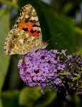 Schmetterling