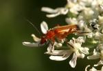 Rhagonycha fulva