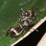 indonesische Polyrhachis-Art