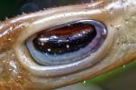 Siliquofera grandis