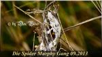 Spinnennest aka Spider Murphy Gang